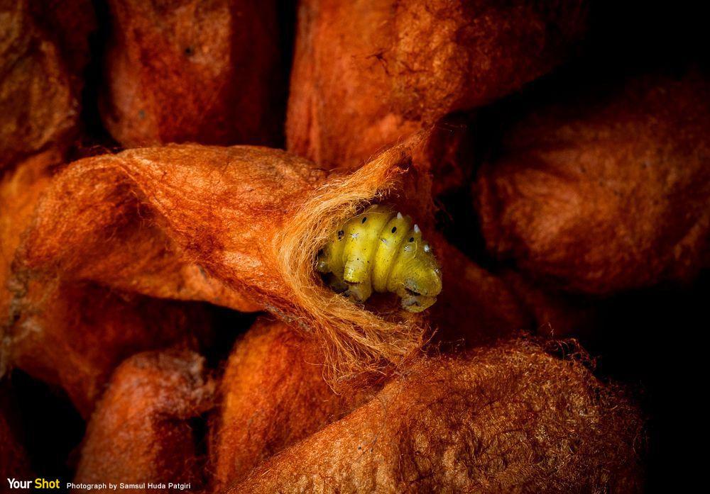 不同于其它蚕丝,蓖麻蚕茧的头部会有个小孔.