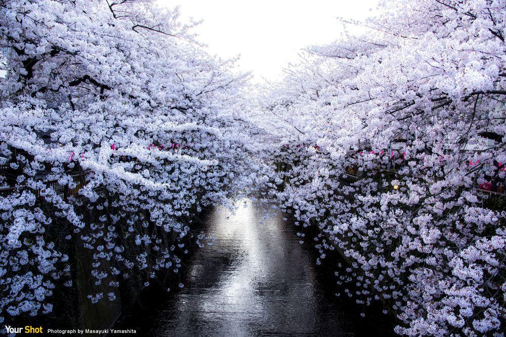 這是櫻花盛開時,東京市目黑川的美景,白色