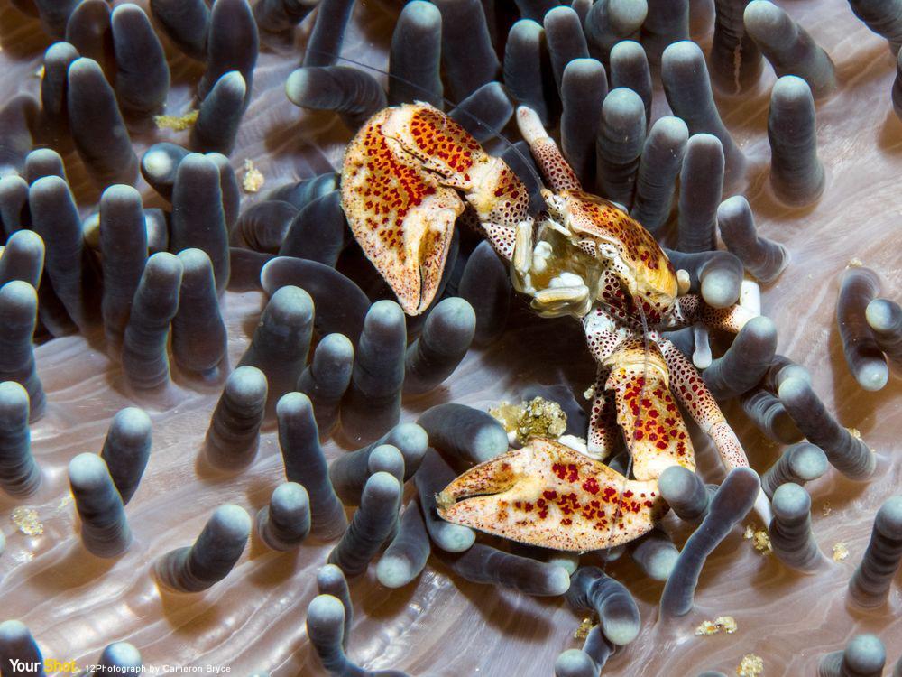 海葵蟹(anenome crab)